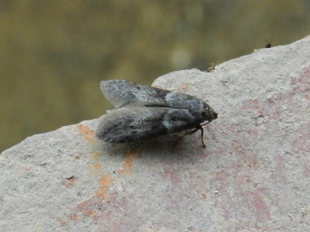 Blastobasis cfr.  huemeri (Blastobasidae)